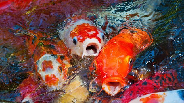 Những chú ý khi nuôi cá Koi Nhật