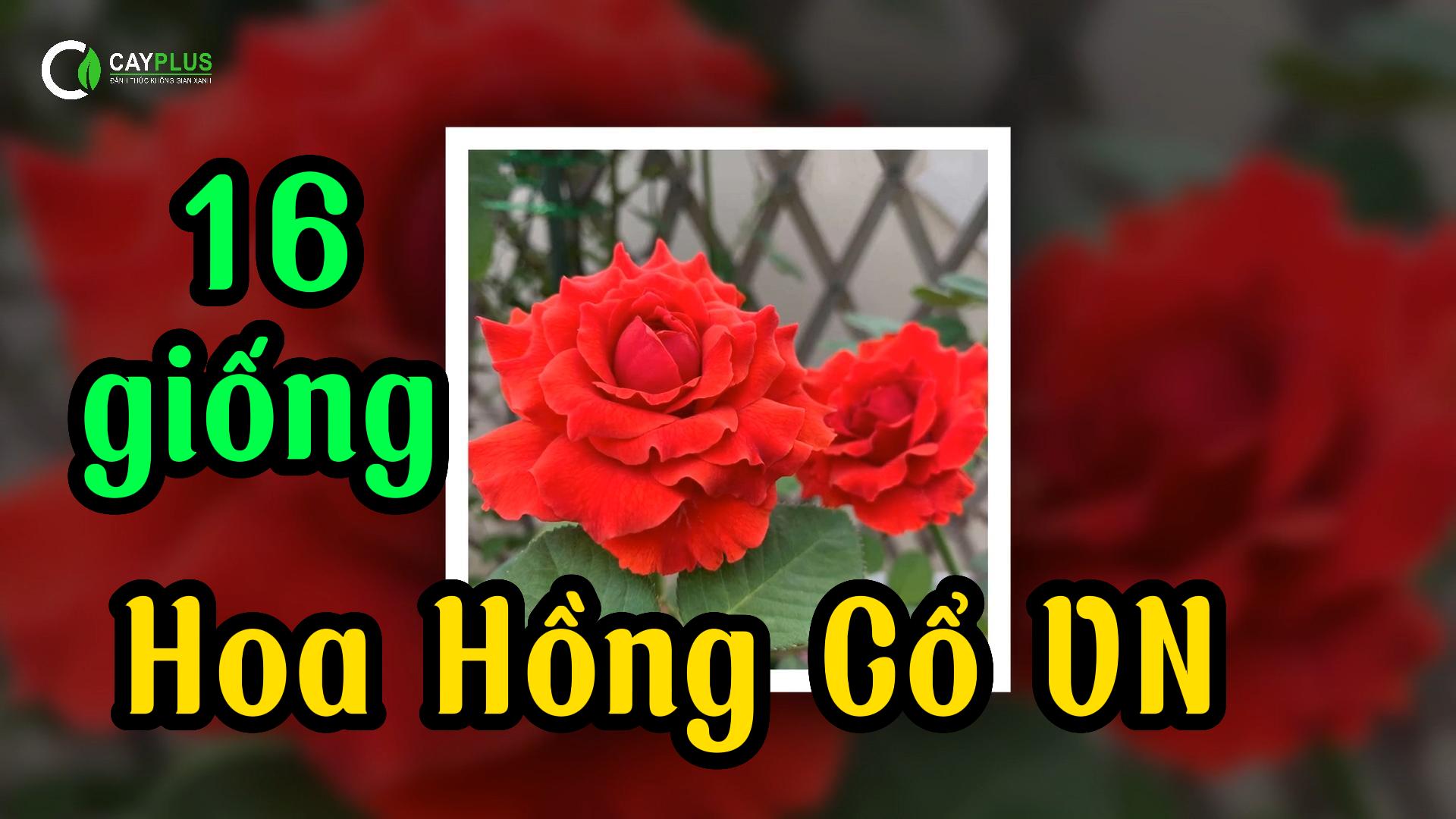 16 giống hoa hồng cổ Việt Nam (Phần 2)