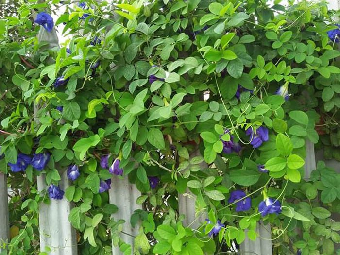 24 loại cây leo phổ biến ra hoa quanh năm giúp nhà bạn luôn xanh