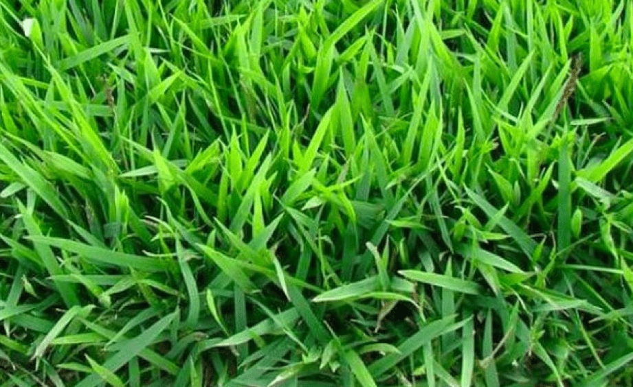 cỏ nhung nhật là cỏ trong sân vườn