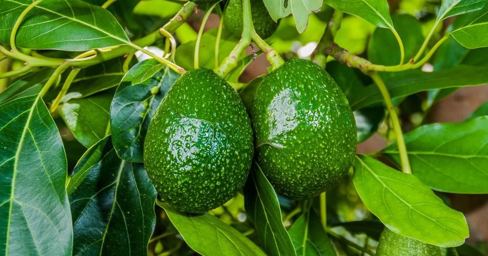 13 loại cây ăn quả lâu năm phổ biến trong sân vườn Việt
