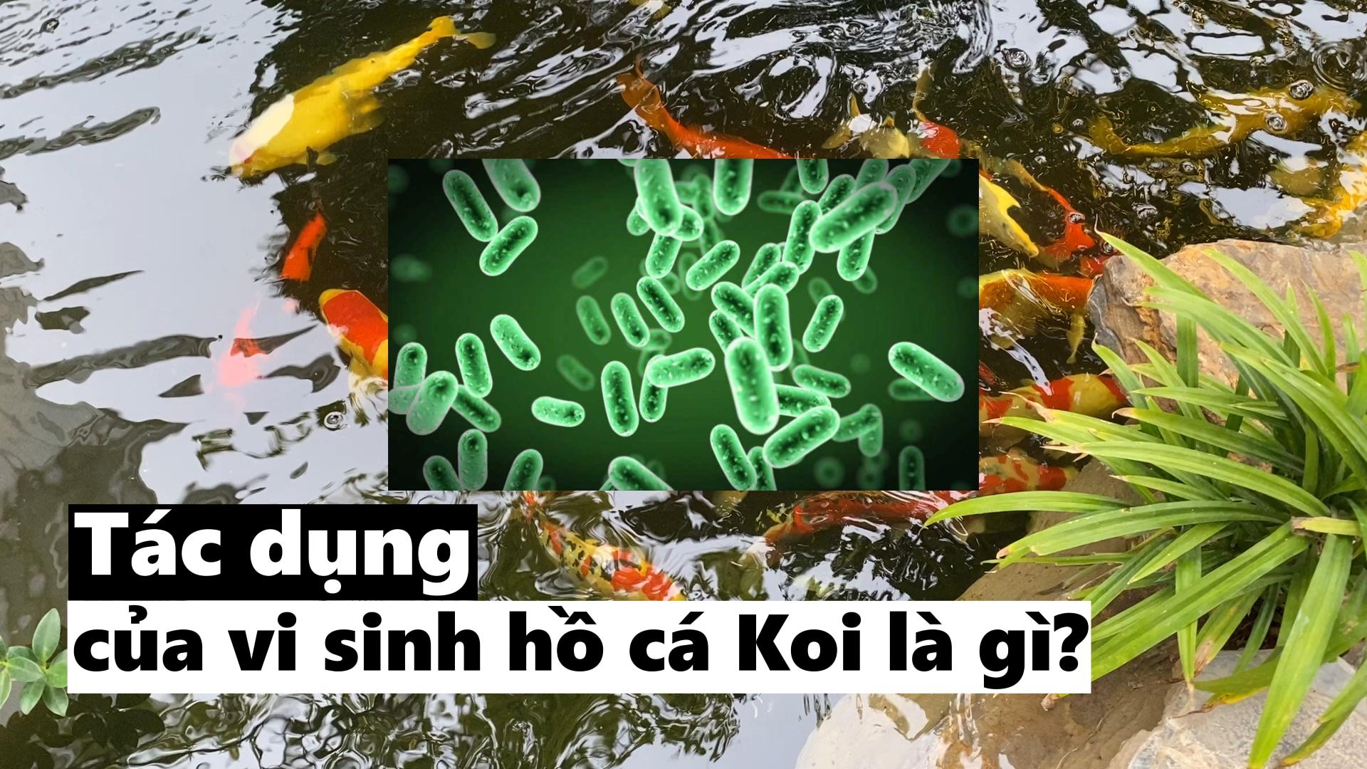 Tác dụng của vi sinh trong hồ cá Koi là gì? Vì sao phải châm vi sinh cho hồ cá Koi?